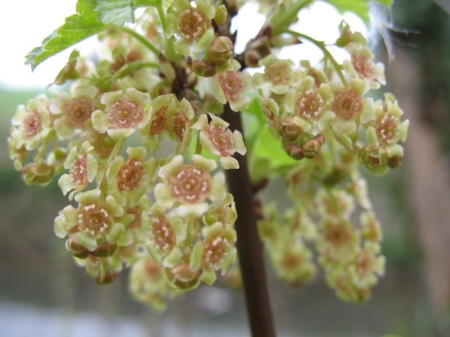 Fleurs de Groseillers